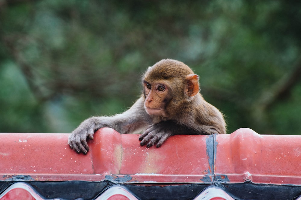 brauner Affe, der auf rotem Plastikkoffer hängt Nahaufnahme Fotografie