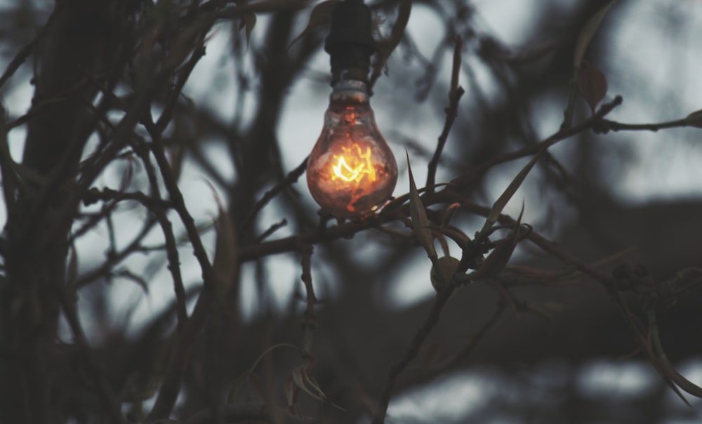 allumé la lumière sur la branche