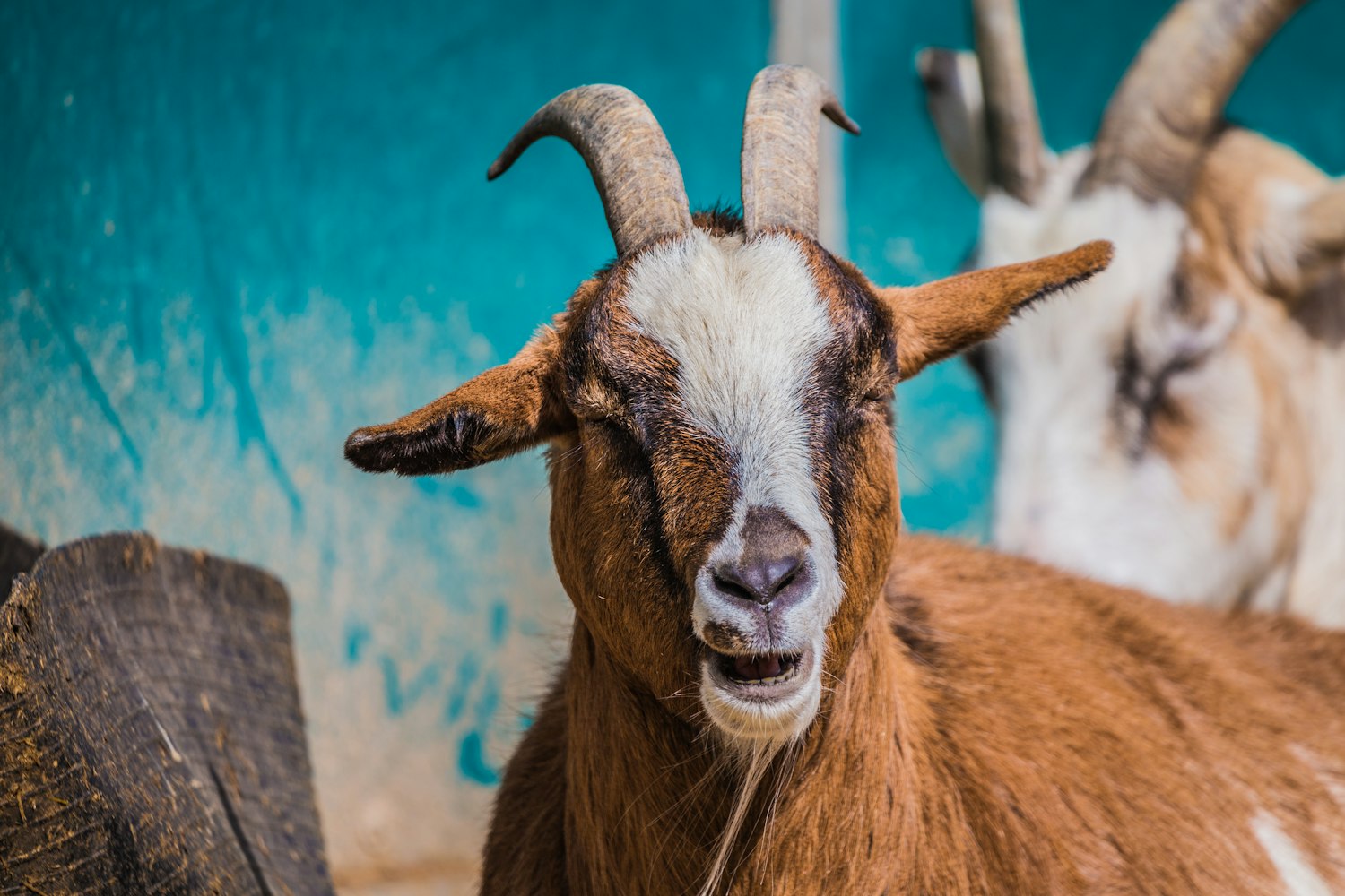 Goats Clearing Meadows and Forest at Pitchstone Waters