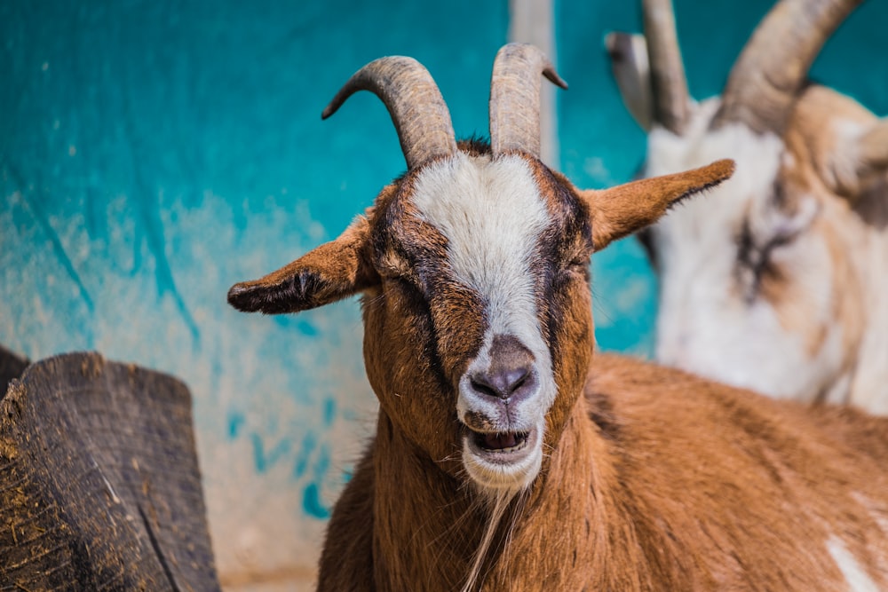 macro shot photography of brown and black goat