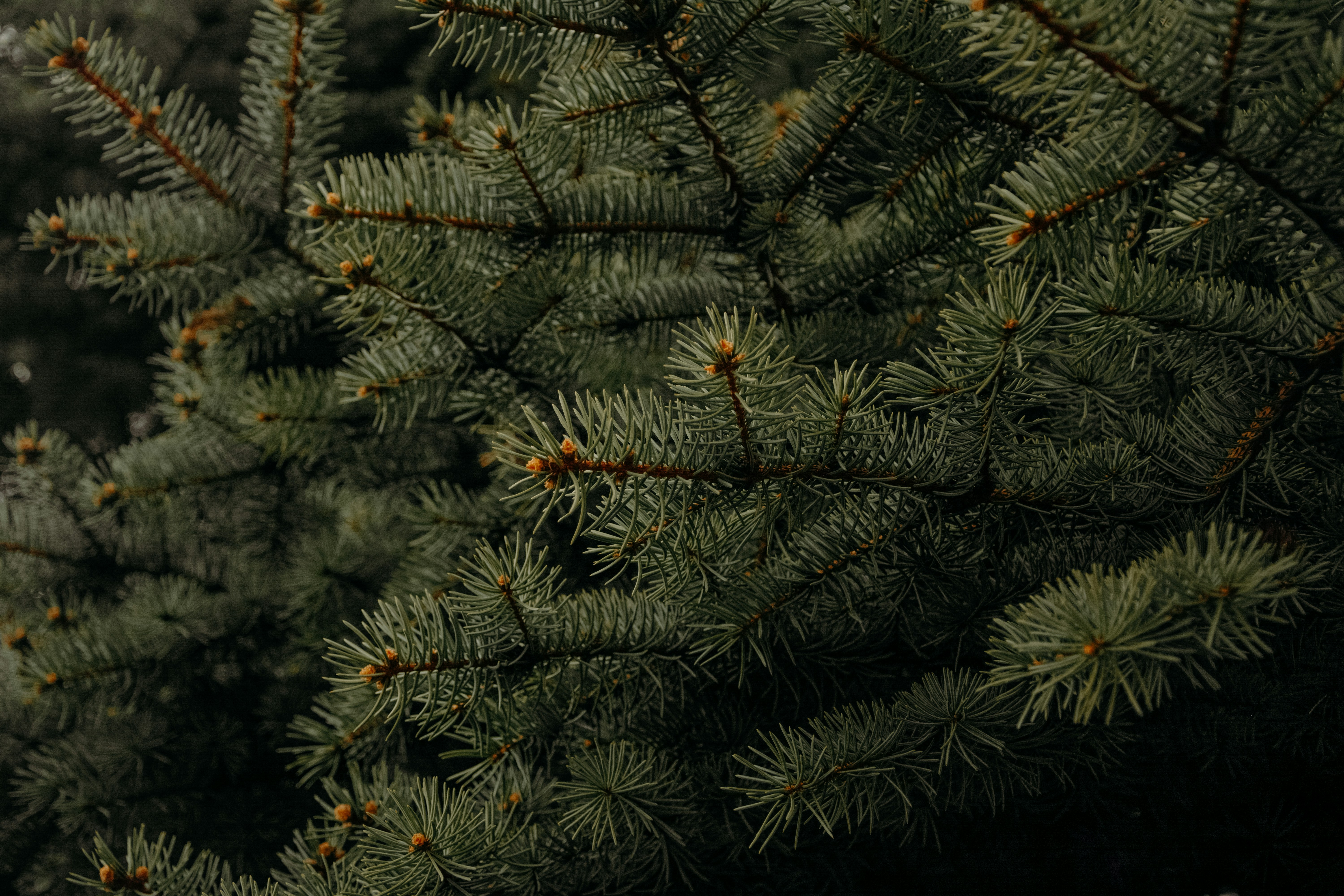 pine trees pine tree teams background