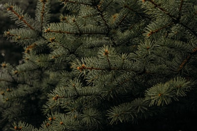 pine trees pine tree zoom background