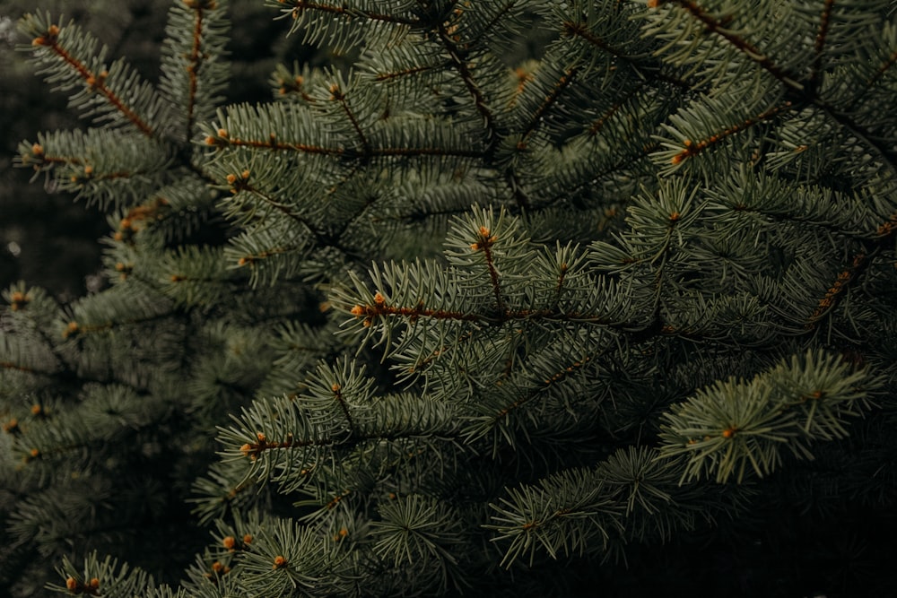 pine trees