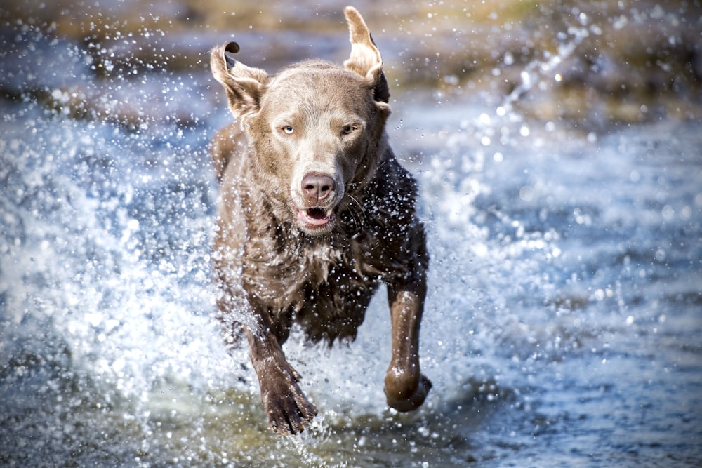 Perro marrón adulto corriendo