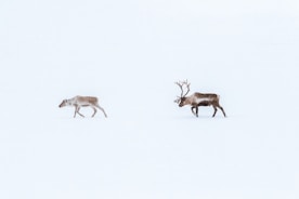 Reindeer Herders Festival in Yamal: A Glimpse into Siberia’s Indigenous Traditions