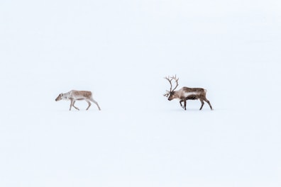 Reindeer Herders Festival in Yamal: A Glimpse into Siberia’s Indigenous Traditions