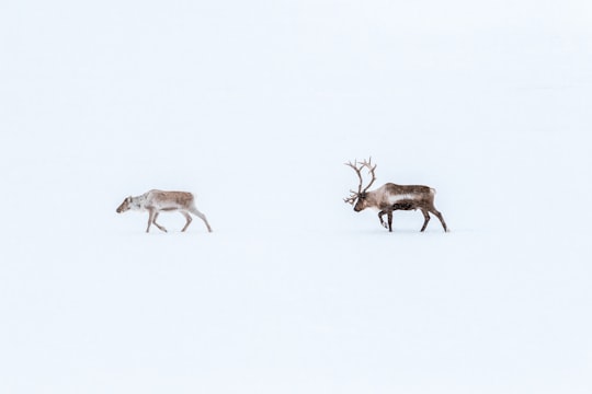 brown deer in Åre Sweden