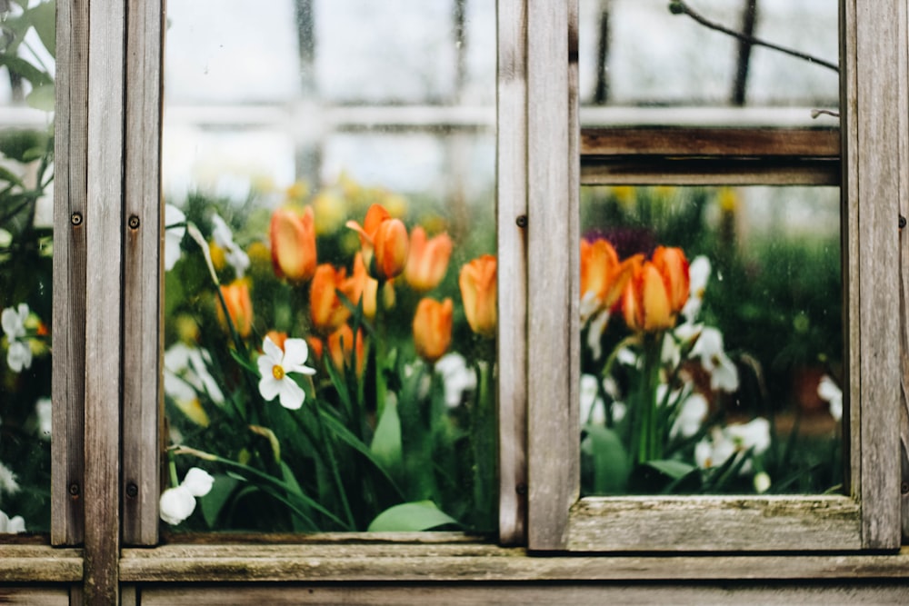 fleur de tulipes jaunes