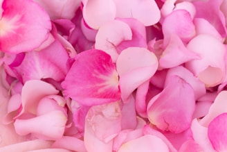 Fresh rose petals scattered around a bowl of rose petal powder, highlighting delicate textures.