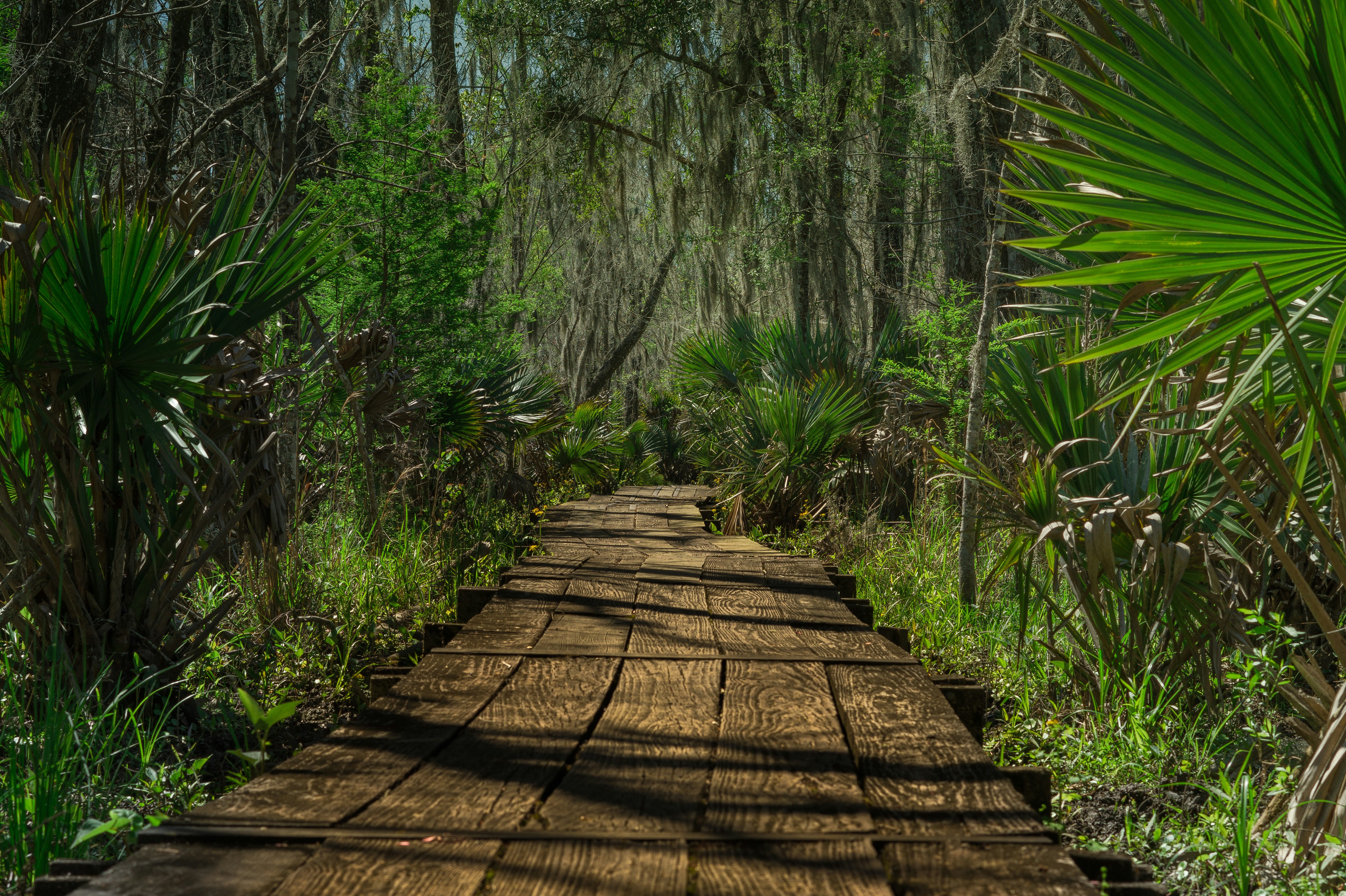 Discover the Sea Pines Forest Preserve: 