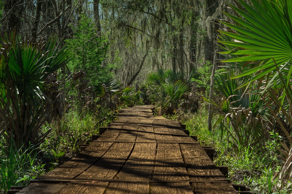 brown wooden pathway surrounded by fan palm