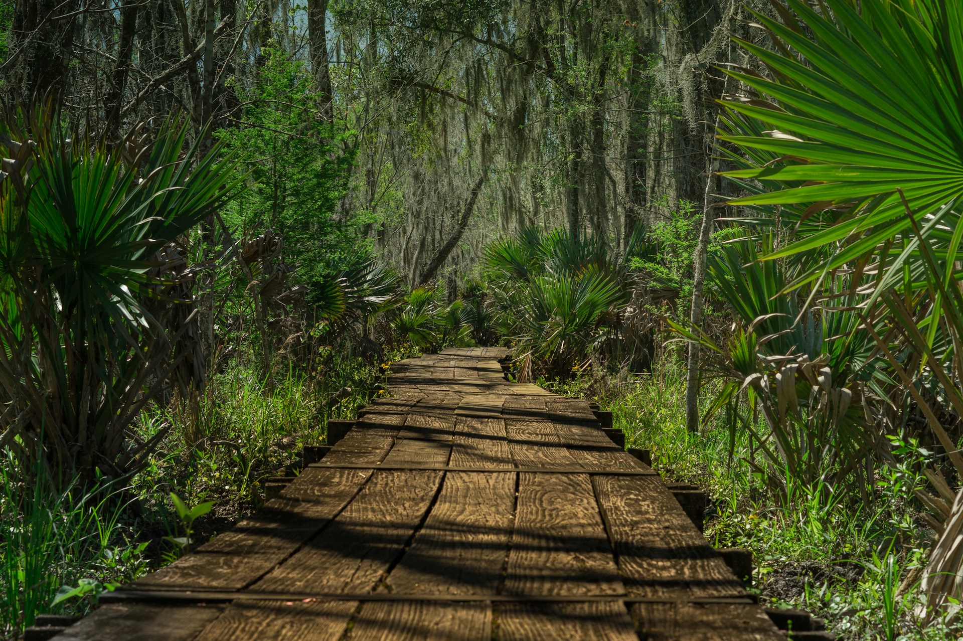 brown wooden pathway surrounded by fan palm