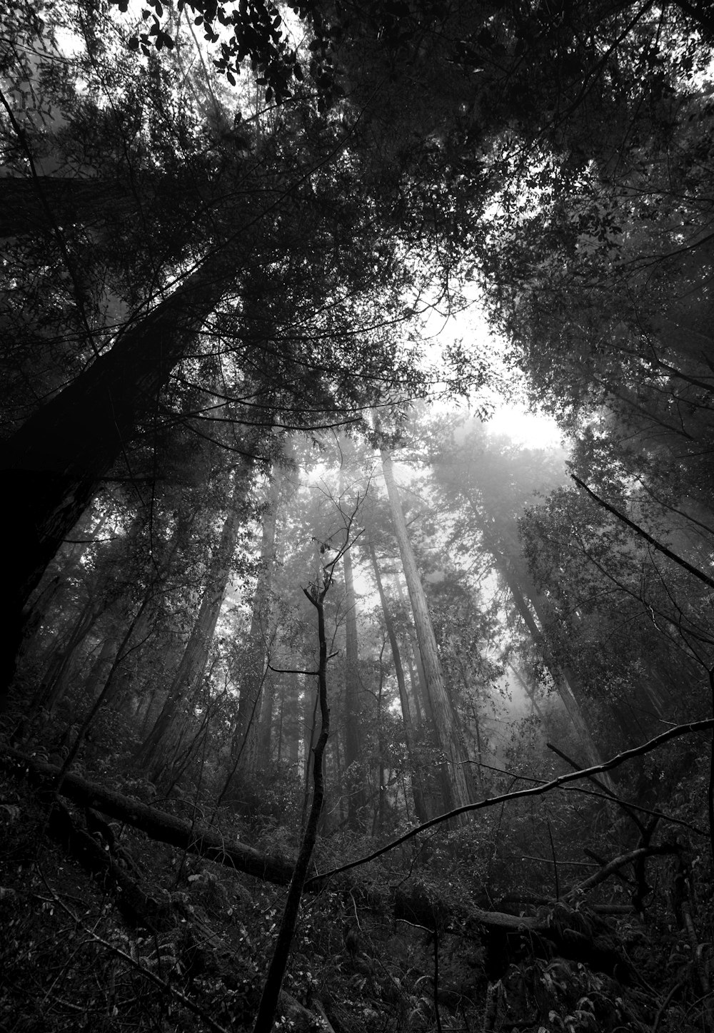 foto em tons de cinza da floresta
