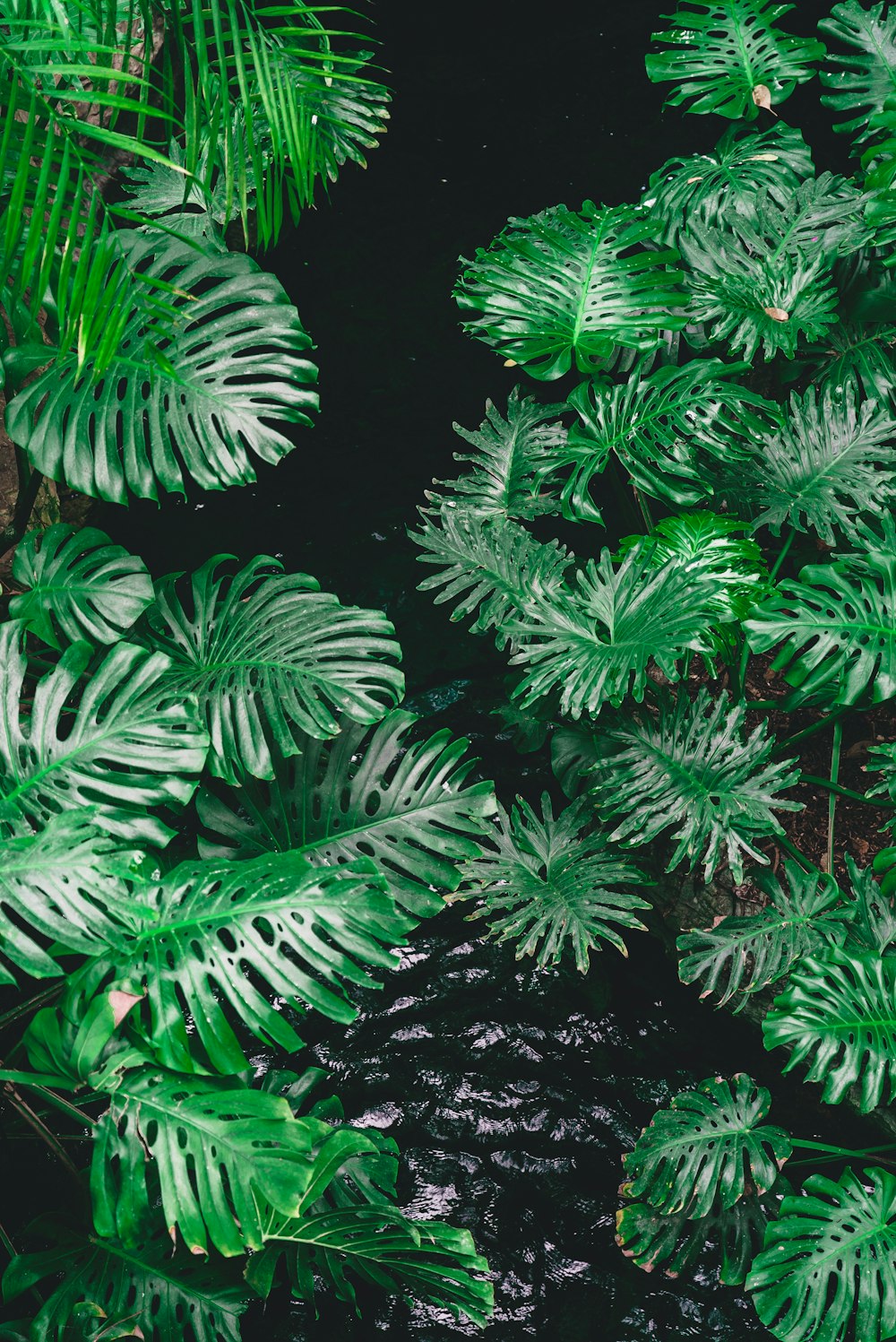 body of water surrounded by plants