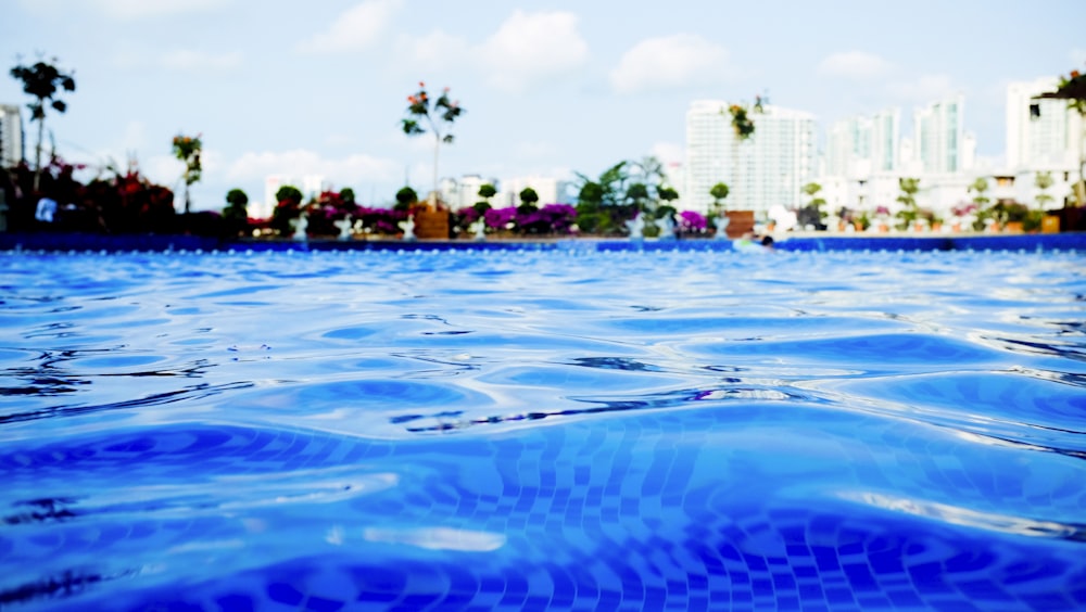 blue swimming pool near tree at daytime