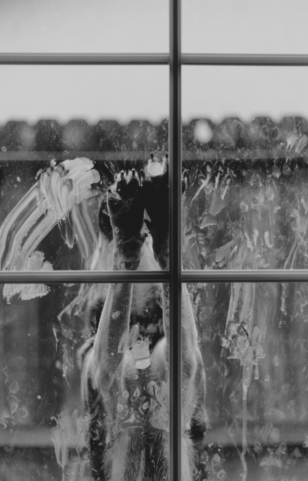 a black and white photo of a cat looking out a window