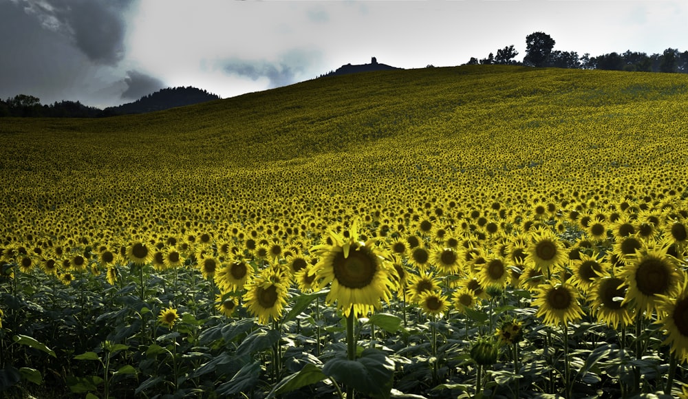 Feld mit Sonnenblumen