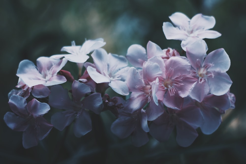 Fotografía de enfoque selectivo de flores de pétalos blancos y rosas