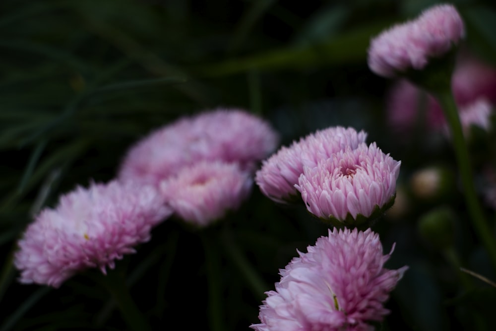 shallow focus photography of pink flowers