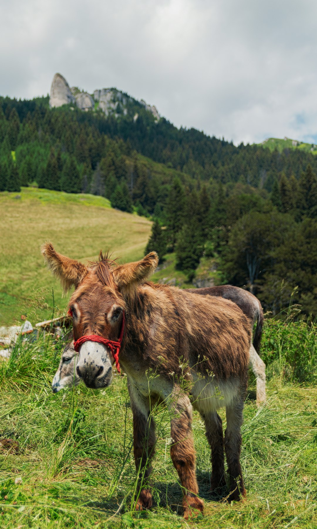 Highland photo spot Babarunca Bucegi Mountains