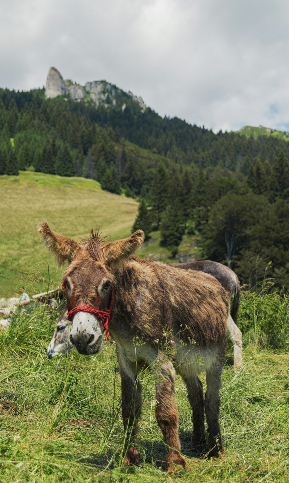 brown and white donkey on the grass field