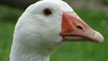 Close-up of a desk goose dressed in a tiny baseball cap and sunglasses, perched beside a laptop.