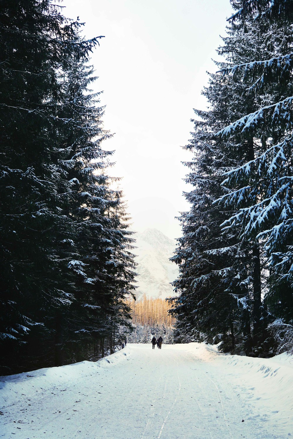 two person standing in between pine trees covered with snow