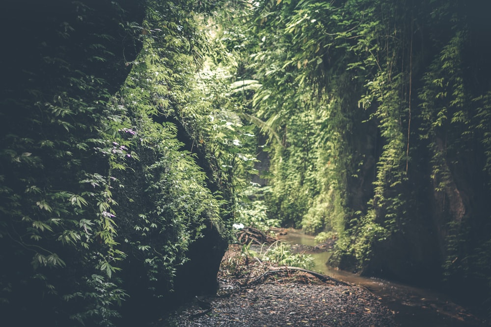 pathway with trees