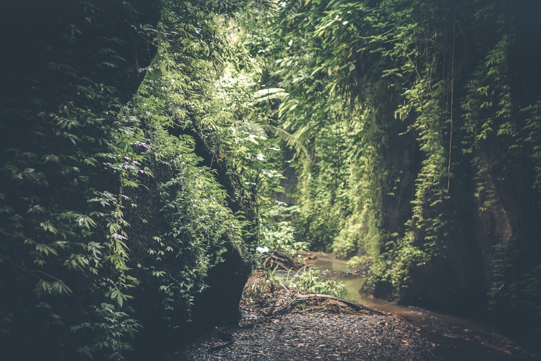 pathway with trees