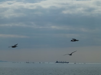 Three seagulls are flying over a calm sea with a distant view of several sailboats and a large cargo ship. The sky is mostly cloudy with soft, muted colors indicating a tranquil atmosphere.