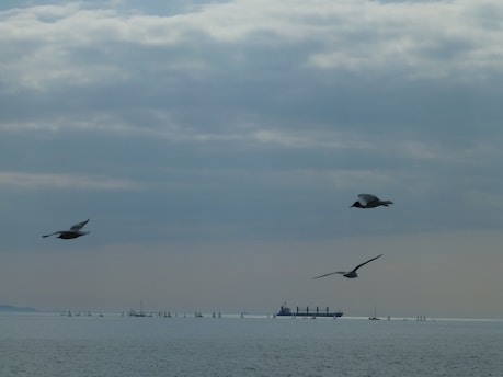 Three seagulls are flying over a calm sea with a distant view of several sailboats and a large cargo ship. The sky is mostly cloudy with soft, muted colors indicating a tranquil atmosphere.