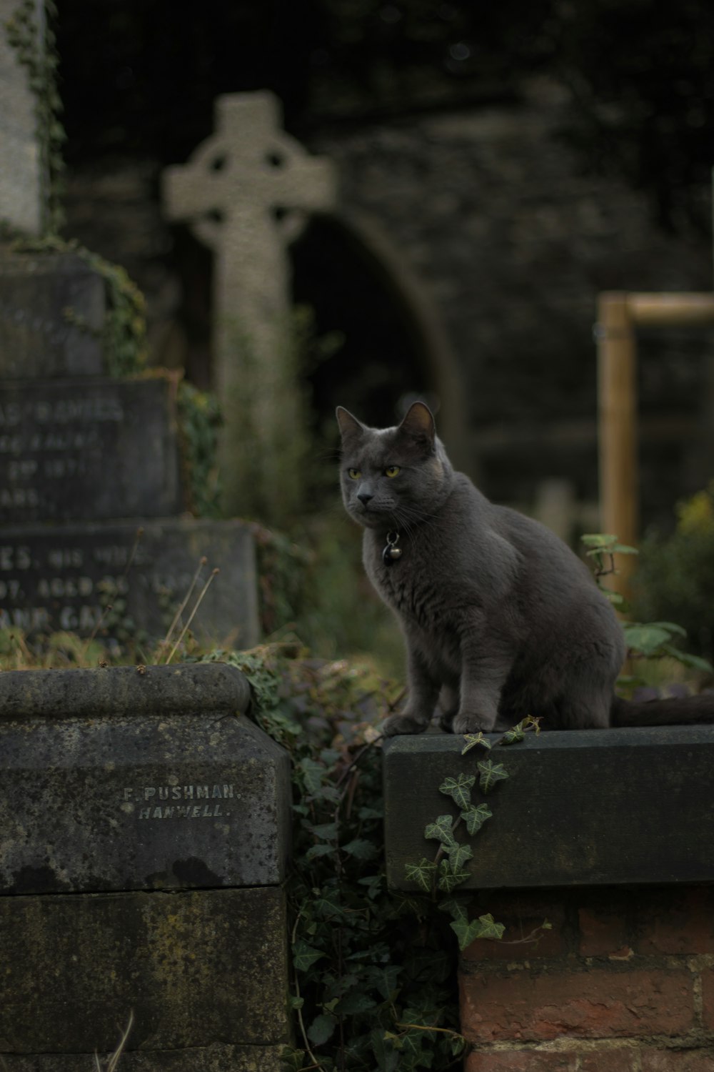 昼間の灰色の石の上のシャム猫