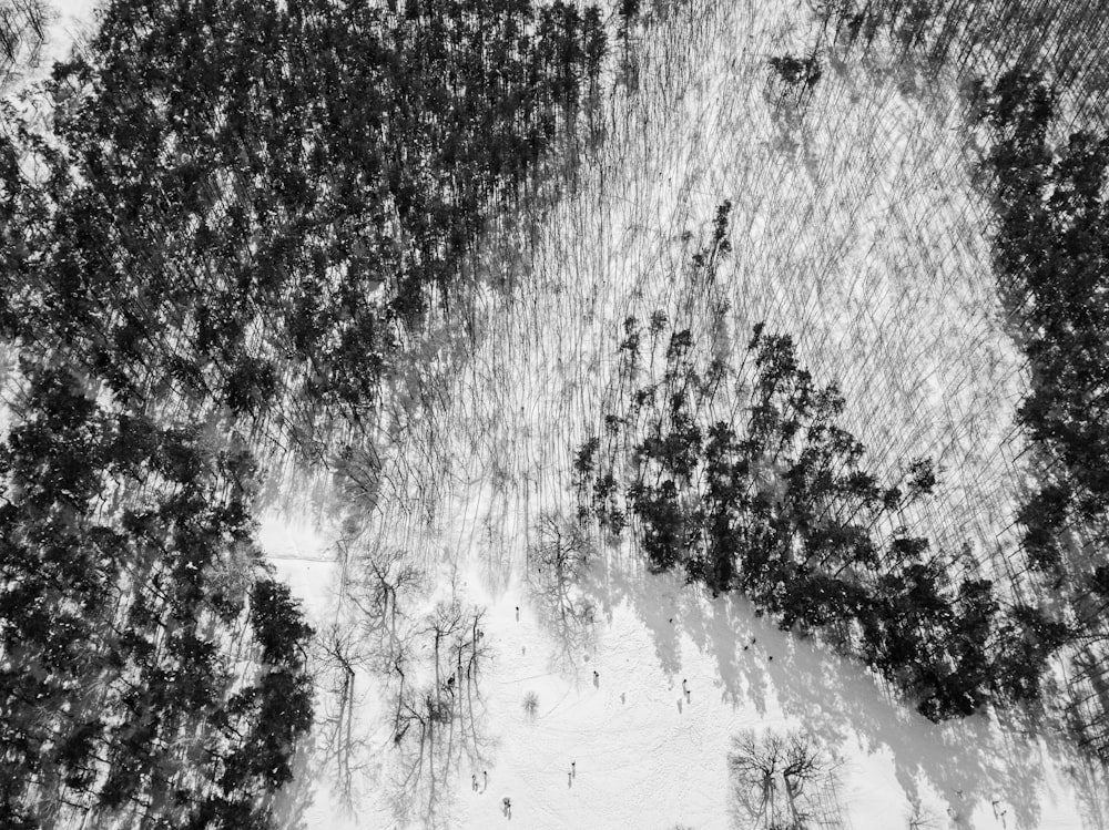 aerial photography of forest at daytime