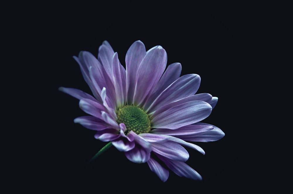 purple daisy flower