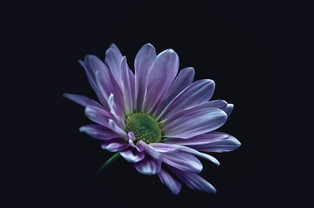 fleur de marguerite violette photo – Photo Fleur Gratuite sur Unsplash