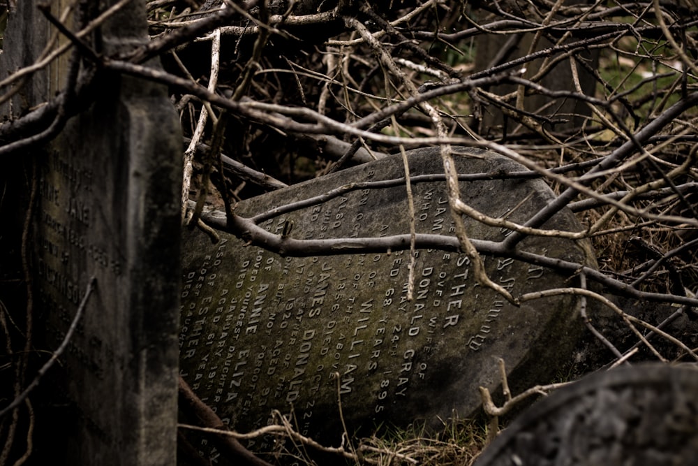 two tombstones placed under dried branches