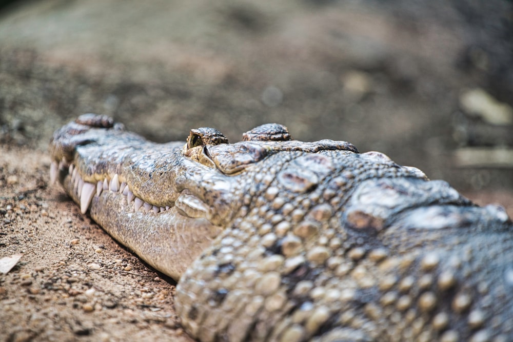 close-up photography of gray crocodile
