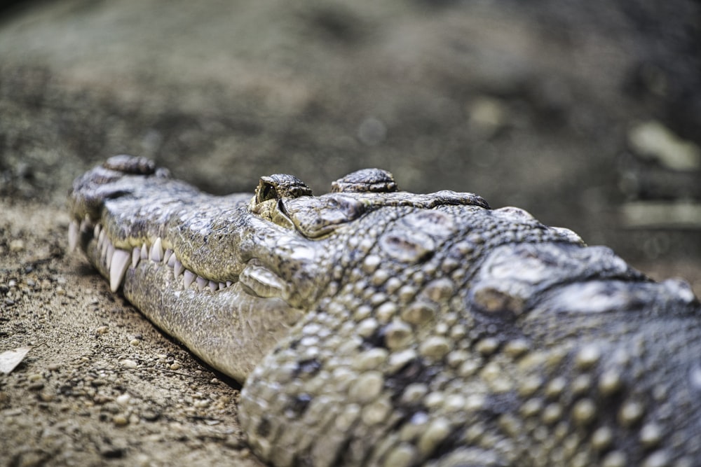close-up photography of gray crocodile