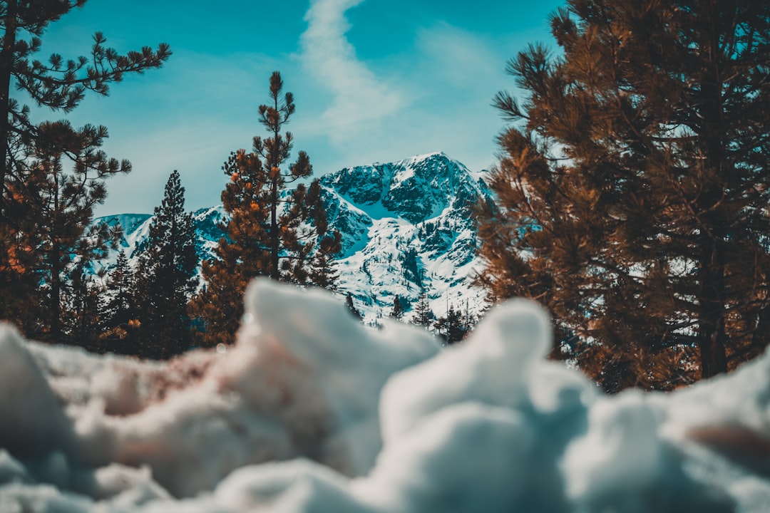 closed up photo of snows and trees