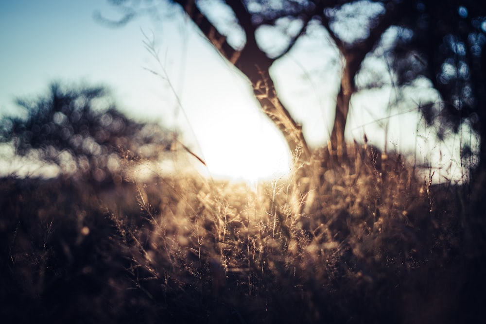 silhouette of tree