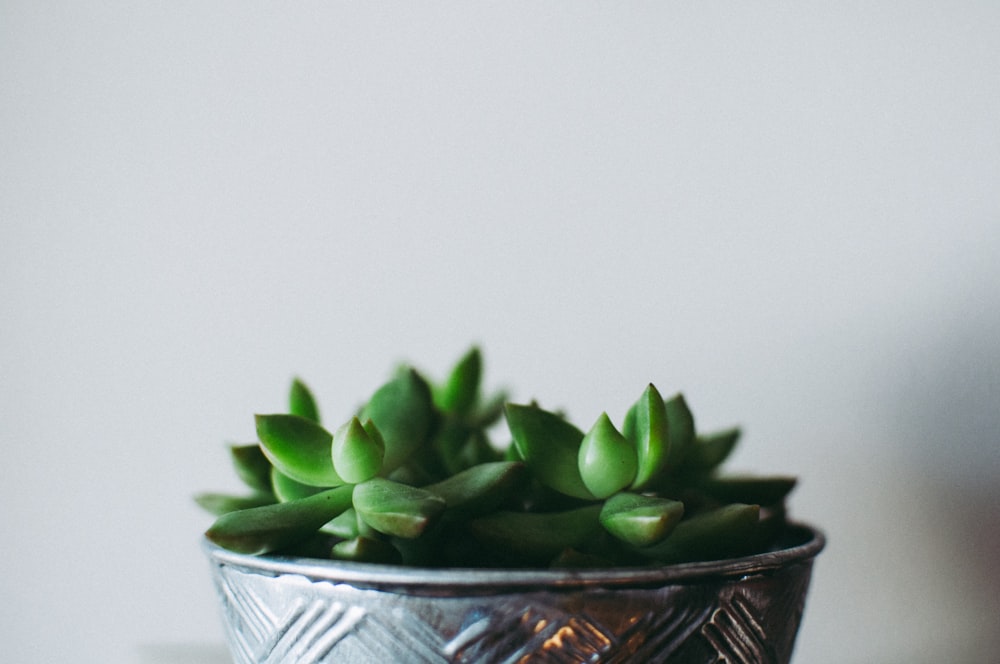 focus photo of potted jade plant