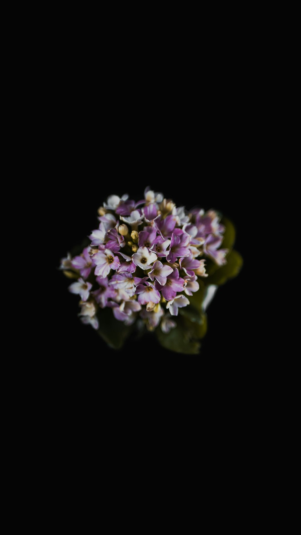 Foto de enfoque selectivo de flores de pétalos púrpuras