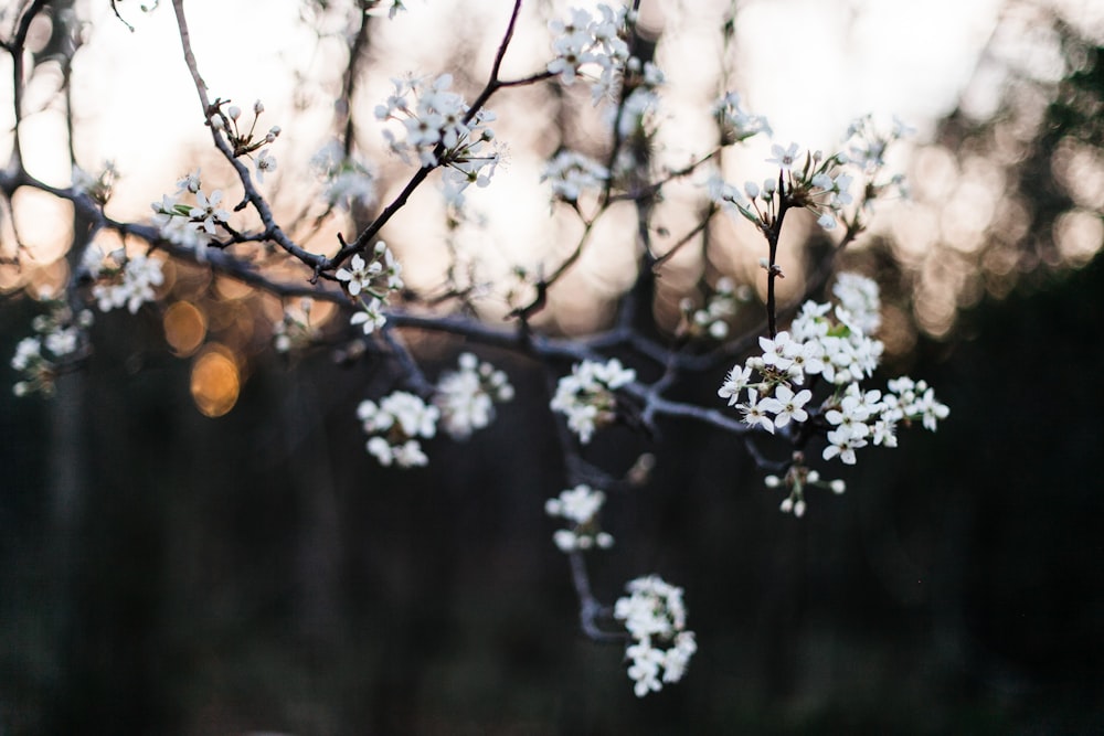 white flowers in tilt shift photography