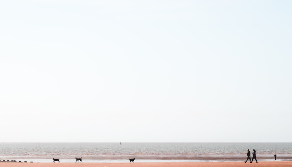 Fotografie der Küste mit spazierenden Hunden und Menschen