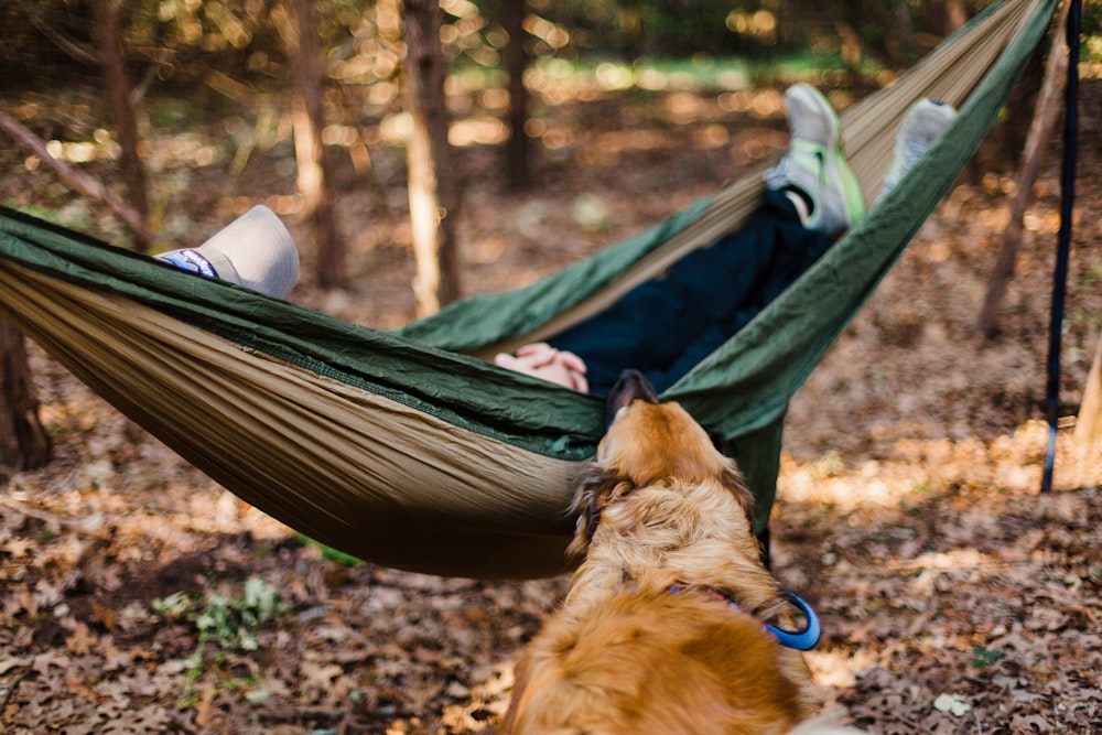 dog biting hammock with person sleeping