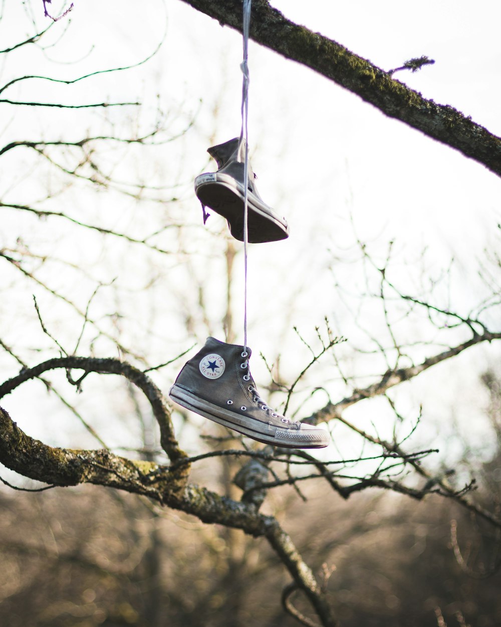 photo de Converse All-Star grises accrochées à un arbre