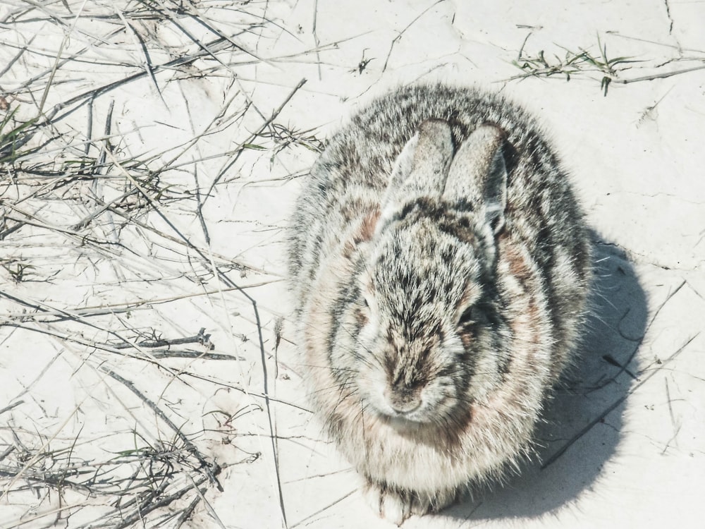 gray rabbit on snowfield
