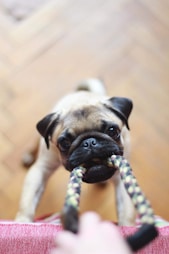 dogAdvisor | dogadvisor | dog advisor | dogAdvisor.dog