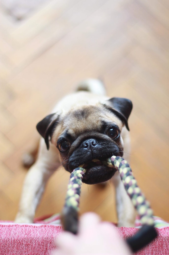 un cane carlino gioca a tirare la corda con il suo umano