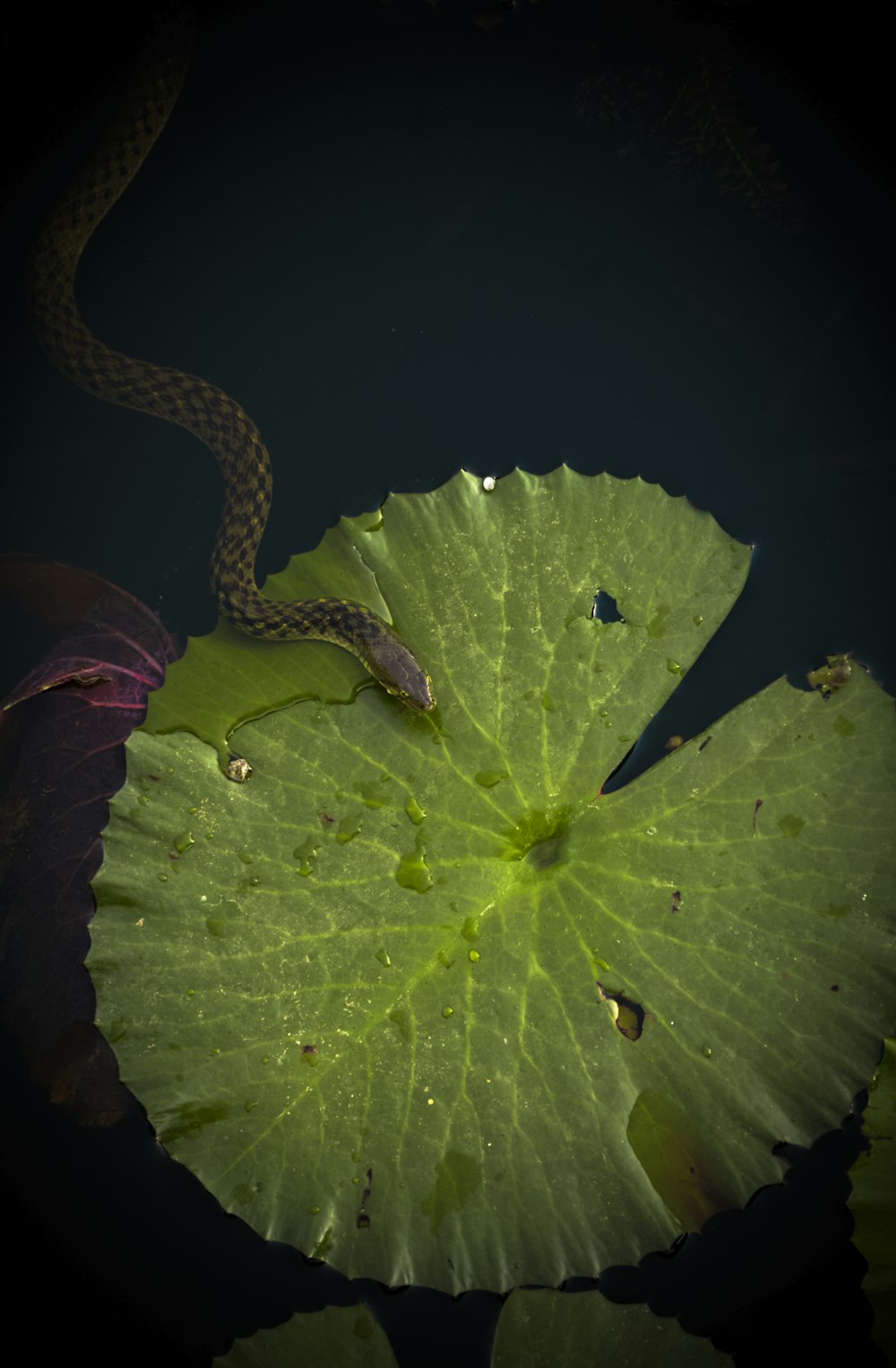 brown snake on top of green leaf